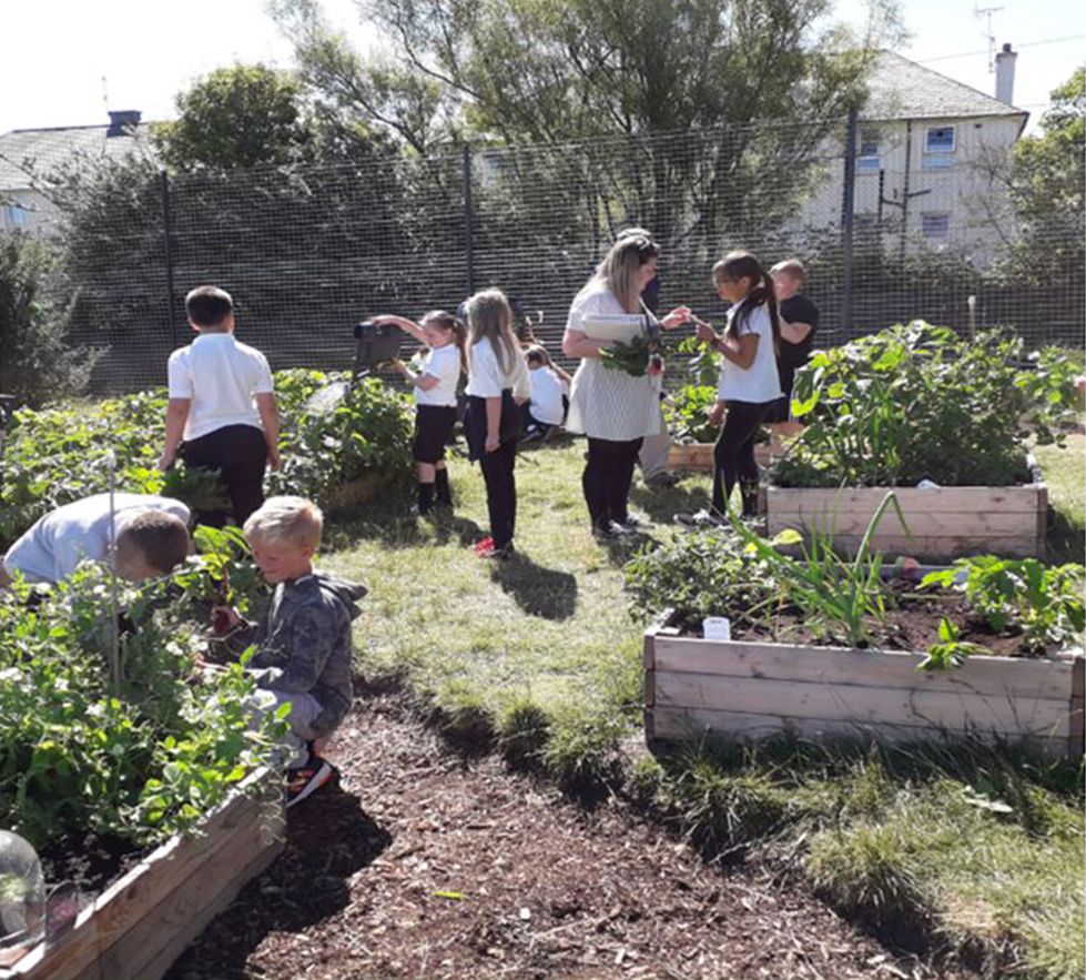 Primary school children in Aberdeen working in their school garden